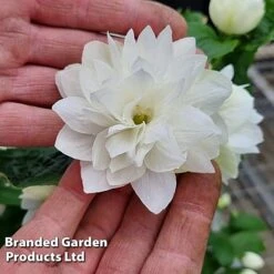 Philadelphus 'Pearls Of Perfume' -Garden Glory Sales PHIL PEARLPERF H41551