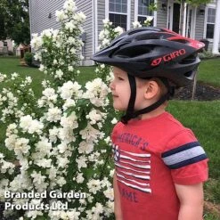 Philadelphus 'Pearls Of Perfume' -Garden Glory Sales PHIL PEARLPERF H41553