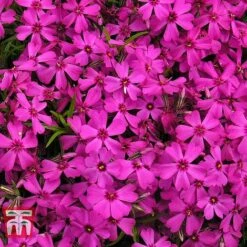 Phlox Subulata 'Red Wings' -Garden Glory Sales PHLO KB4202 B1