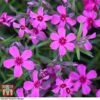 Phlox Subulata 'Red Wings'