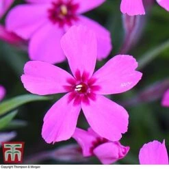 Phlox Subulata 'Red Wings' -Garden Glory Sales PHLO KB4202 E