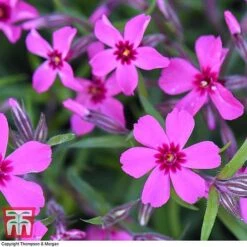 Phlox Subulata 'Red Wings' -Garden Glory Sales PHLO KB4202 G