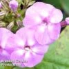 Phlox Paniculata 'Lilac Flame' -Garden Glory Sales PHLO KC9130 A