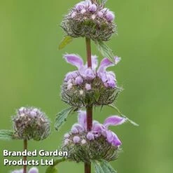 Phlomis Tuberosa 'Bronze Flamingo'