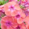 Phlox Paniculata 'Coral Flame' 1 Phlox Paniculata 'Coral Flame' -Garden Glory Sales PHLO CORALFLAM S36904