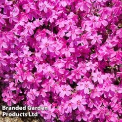 Creeping Phlox Trio Collection -Garden Glory Sales PHLO DRUMSPINK L30184