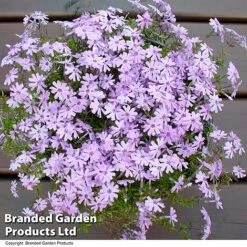 Creeping Phlox Trio Collection -Garden Glory Sales PHLO FORTHILL L366471