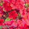 Phlox Paniculata 'Starfire' -Garden Glory Sales PHLO STARFIRE1