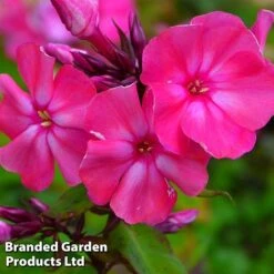 Phlox Paniculata 'Tenor'