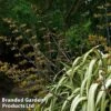 Phormium 'Cream Delight' -Garden Glory Sales PHOR CREAMDEL1