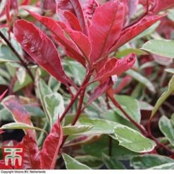 Photinia X Fraseri 'Pink Marble' -Garden Glory Sales PHOT T57870 B