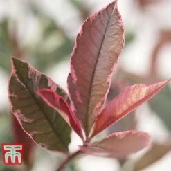 Photinia X Fraseri 'Pink Marble' -Garden Glory Sales PHOT T57870 C