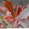 Photinia X Fraseri 'Pink Marble' -Garden Glory Sales PHOT T57870 D