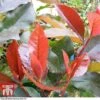 Photinia X Fraseri 'Scarlet Blaze' -Garden Glory Sales PHOT TKA0787 A1