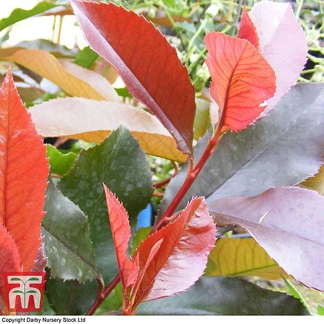 Photinia X Fraseri 'Scarlet Blaze' 4 Photinia X Fraseri 'Scarlet Blaze' - Image 2