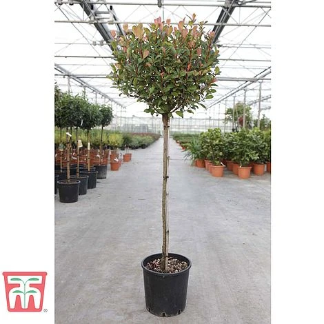 Photinia Fraseri 'Little Red Robin' (Standard) 4 Photinia Fraseri 'Little Red Robin' (Standard) - Image 2