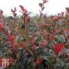Photinia Fraseri 'Little Red Robin' (Standard) -Garden Glory Sales PHOT WKA8639 B