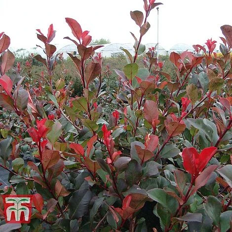 Photinia Fraseri 'Little Red Robin' (Standard) 3 Photinia Fraseri 'Little Red Robin' (Standard)