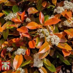 Photinia Fraseri 'Little Red Robin' (Standard) 8 Photinia Fraseri 'Little Red Robin' (Standard) -Garden Glory Sales PHOT WKA8639 C
