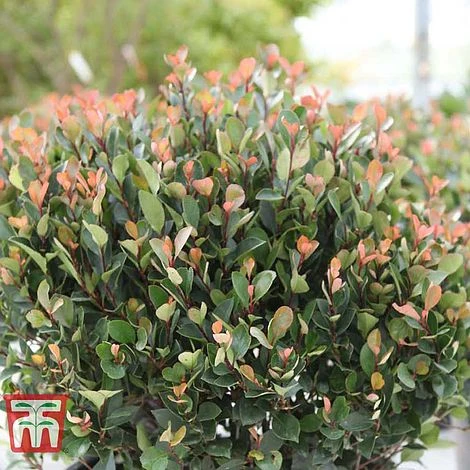 Photinia Fraseri 'Little Red Robin' (Standard) 6 Photinia Fraseri 'Little Red Robin' (Standard) - Image 4