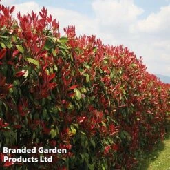 Evergreen Patio Shrub Collection -Garden Glory Sales PHOT REDROBIN L17312