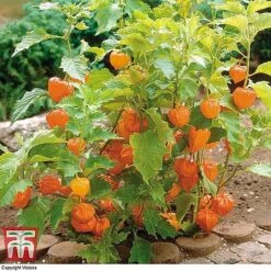 Everlasting Perennial Collection -Garden Glory Sales PHYS 10631 A2