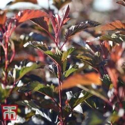 Physocarpus Opulifolius 'Diable D'Or' -Garden Glory Sales PHYS T58248 B