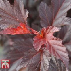 Physocarpus Opulifolius 'Diable D'Or' -Garden Glory Sales PHYS T58248 D