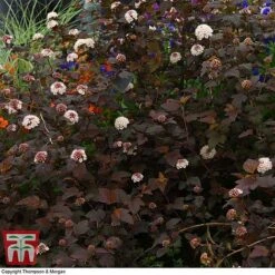 Physocarpus Opulifolius 'Lady In Red' -Garden Glory Sales PHYS T58482 D