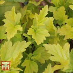Physocarpus Opulifolius 'Angel Gold' -Garden Glory Sales PHYS T66378 C
