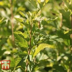 Physocarpus Opulifolius 'Angel Gold' -Garden Glory Sales PHYS T66378 G