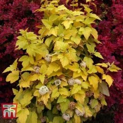 Physocarpus Opulifolius 'Angel Gold' -Garden Glory Sales PHYS T66378 K