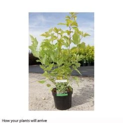 Physocarpus Opulifolius 'Darts Gold' -Garden Glory Sales PHYS T66379 B h