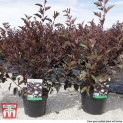 Physocarpus Opulifolius 'Summer Wine' -Garden Glory Sales PHYS T66383 C