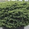 Picea Abies 'Little Gem' 2 Picea Abies 'Little Gem' -Garden Glory Sales PICE T57981 A h