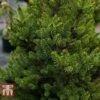 Picea Abies 'Wills Zwerg' -Garden Glory Sales PICE T66387 A