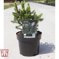 Picea Abies 'Wills Zwerg' -Garden Glory Sales PICE T66387 D
