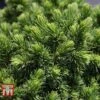 Picea Glauca 'Alberta Globe' 2 Picea Glauca 'Alberta Globe' -Garden Glory Sales PICE T66388 A