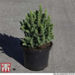 Picea Glauca 'Alberta Globe' -Garden Glory Sales PICE T66388 C