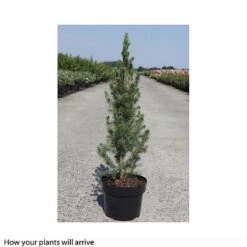 Picea Glauca 'Conica' -Garden Glory Sales PICE T66391 A h