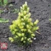 Picea Glauca 'Rainbows End' 2 Picea Glauca 'Rainbows End' -Garden Glory Sales PICE T66392 A