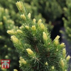 Picea Glauca 'Rainbows End' -Garden Glory Sales PICE T66392 C