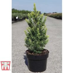 Picea Glauca 'Rainbows End' -Garden Glory Sales PICE T66392 D