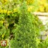 Picea Glauca 'Zuckerhut' 2 Picea Glauca 'Zuckerhut' -Garden Glory Sales PICE T66394 A