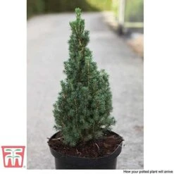 Picea Glauca 'Zuckerhut' -Garden Glory Sales PICE T66394 C