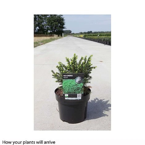 Picea Omorika 'Karel' 4 Picea Omorika 'Karel' - Image 2