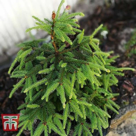 Picea Abies 'Acrocona' 2 Picea Abies 'Acrocona'