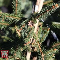 Picea Abies 'Acrocona' 8 Picea Abies 'Acrocona' -Garden Glory Sales PICE TKA3320 E