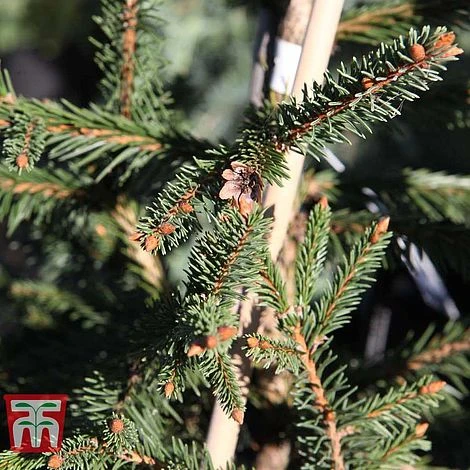 Picea Abies 'Acrocona' 5 Picea Abies 'Acrocona' - Image 4