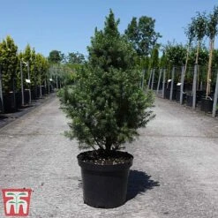 Picea Glauca 'Conica December' 5 Picea Glauca 'Conica December' -Garden Glory Sales PICE TKA3326 A